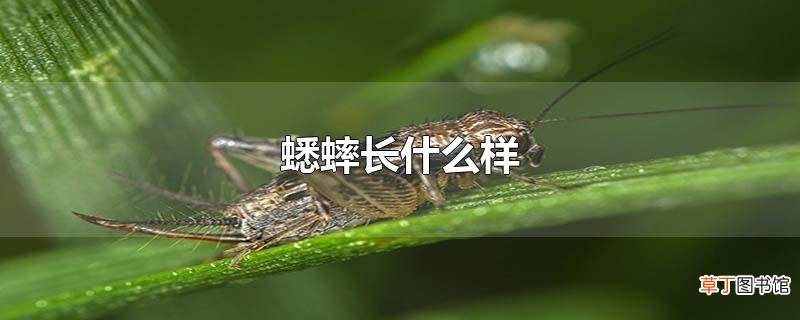蟋蟀长什么样