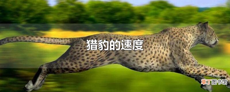 猎豹的速度