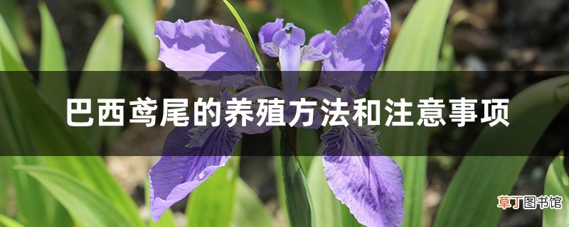 巴西鸢尾的养殖方法和注意事项