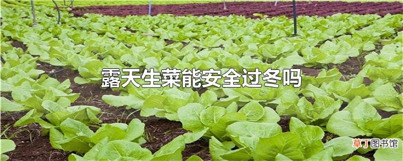 露天生菜能安全过冬吗