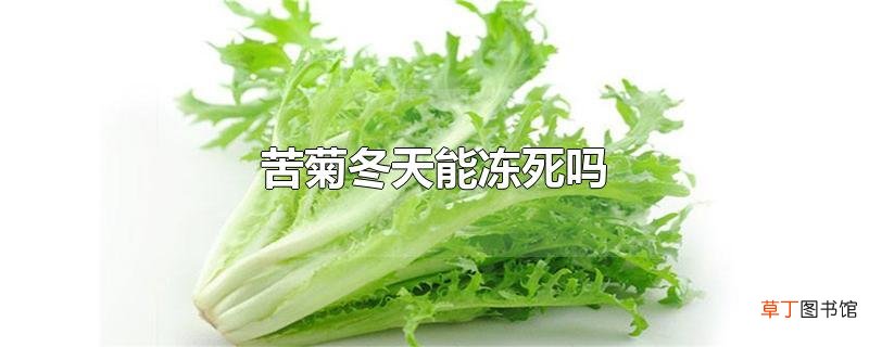苦菊冬天能冻死吗