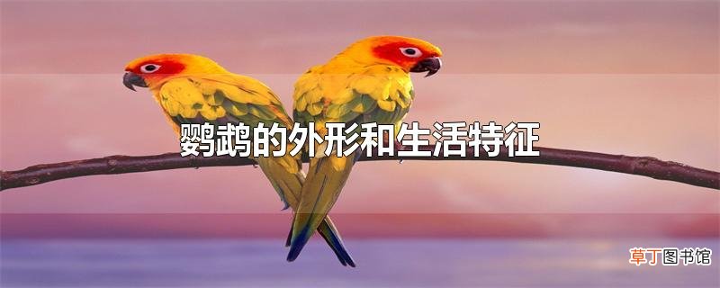 鹦鹉的外形和生活特征