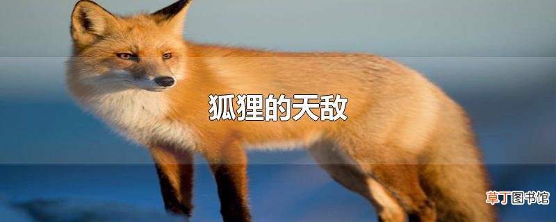 狐狸的天敌