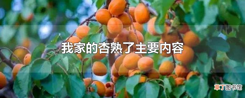 我家的杏熟了主要内容