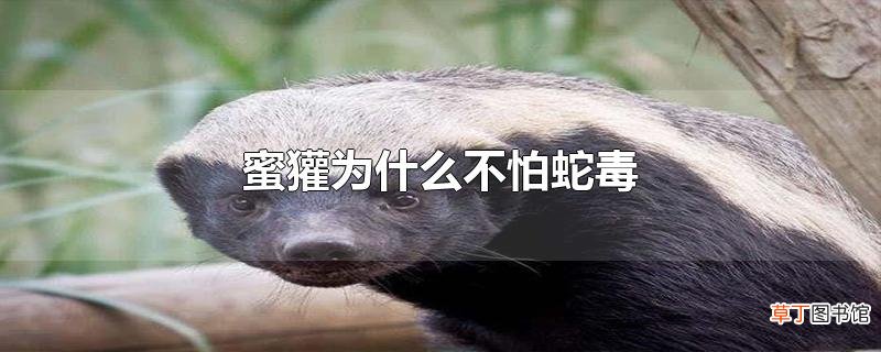 蜜獾为什么不怕蛇毒