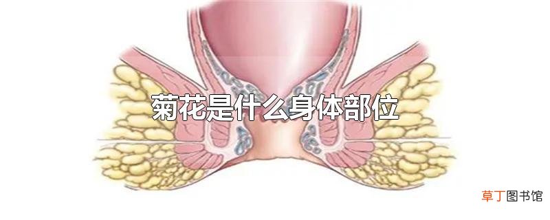 菊花是什么身体部位
