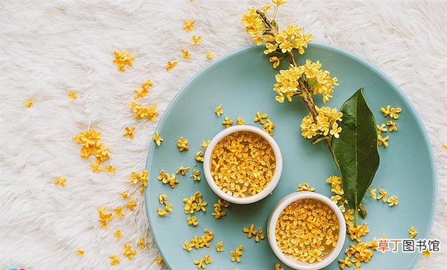 桂花泡茶喝的好处是什么 桂花茶的家常制作方法