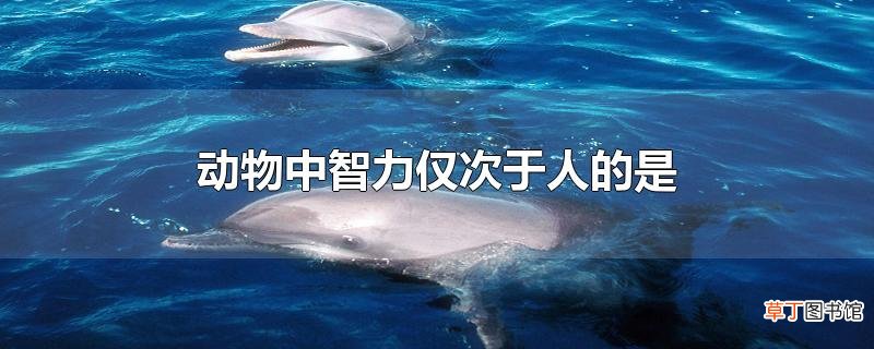 动物中智力仅次于人的是