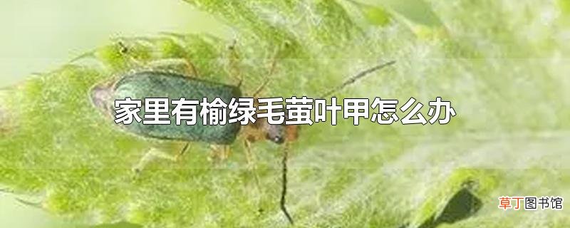 家里有榆绿毛萤叶甲怎么办