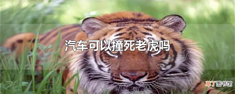 汽车可以撞死老虎吗
