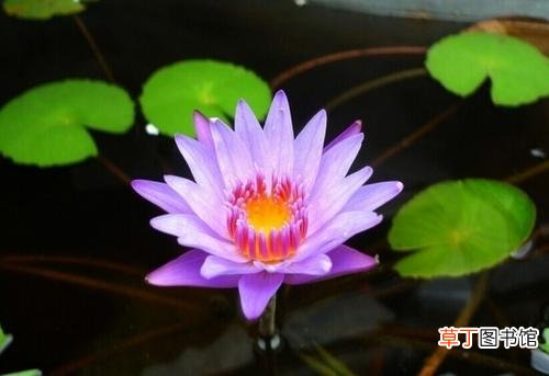 水培睡莲的方法和注意事项