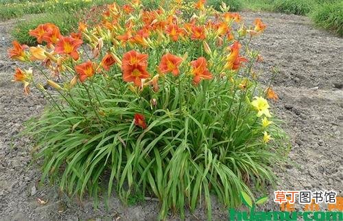 大花萱草的养殖方法和注意事项