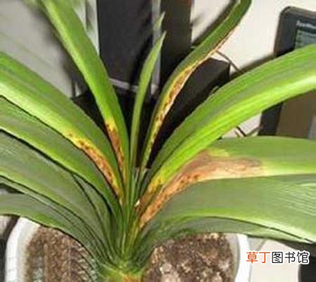 君子兰叶子发黄是什么原因怎么处理-养殖须知