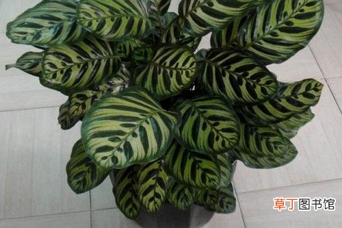 猫眼竹芋的养殖方法和注意事项-花友须知