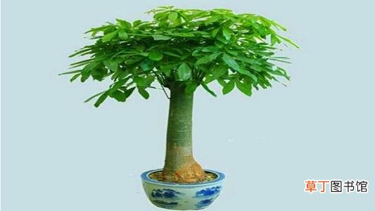 发财树怎么长高长粗-养殖须知