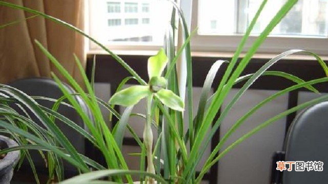 水仙花和兰花区别