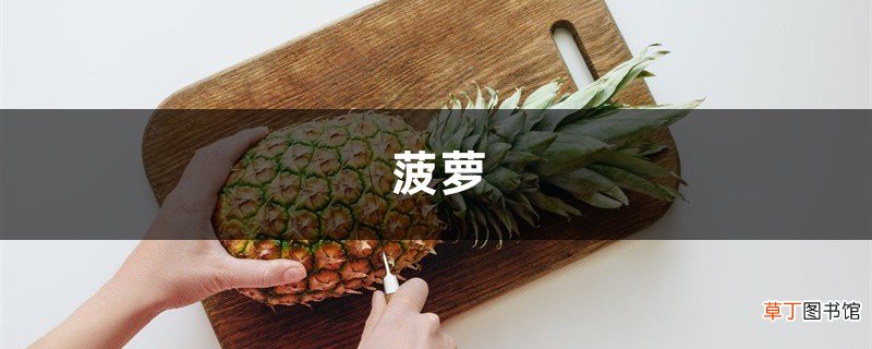 奶奶用1个吃剩的菠萝头，竟种出了3个大菠萝，邻居都羡慕死了！