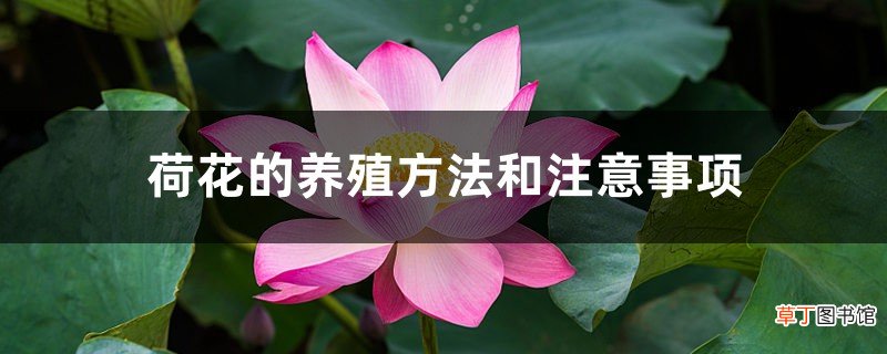 荷花的养殖方法和注意事项