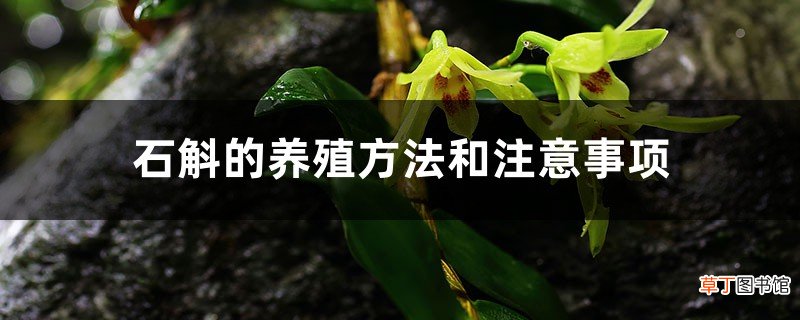 石斛的养殖方法和注意事项