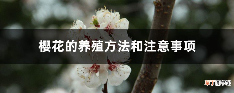 樱花的养殖方法和注意事项