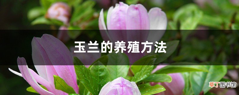 玉兰的养殖方法