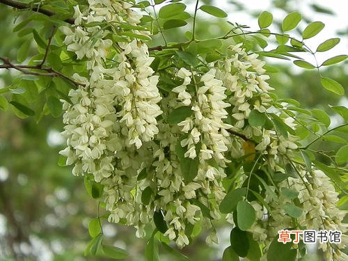 哪种槐树的花朵是可以吃的-简短介绍