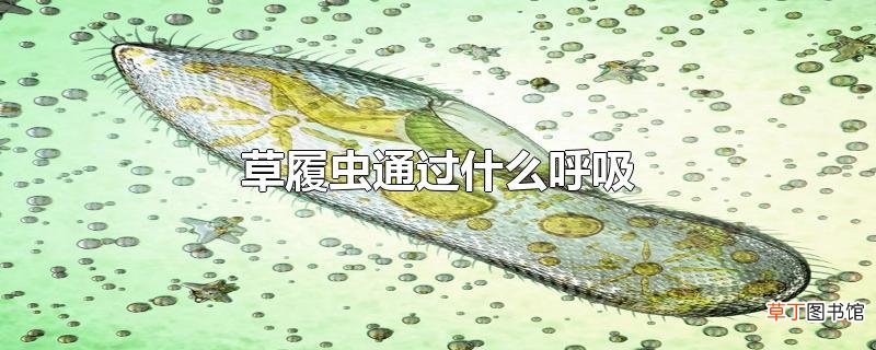 草履虫通过什么呼吸