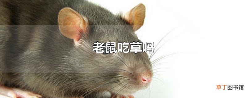 老鼠吃草吗