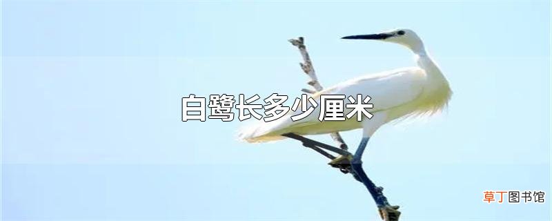 白鹭长多少厘米