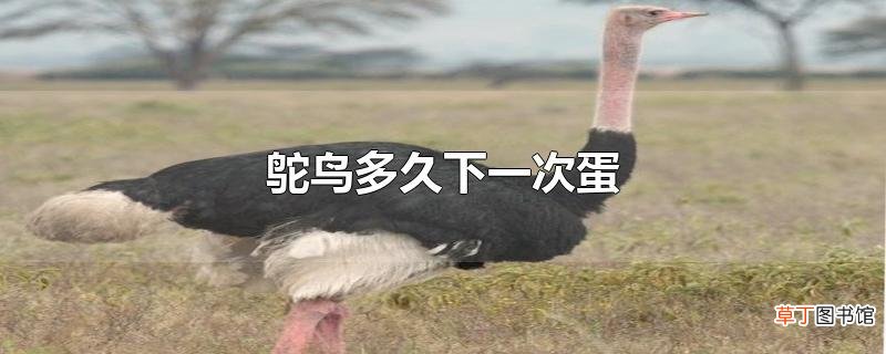 鸵鸟多久下一次蛋