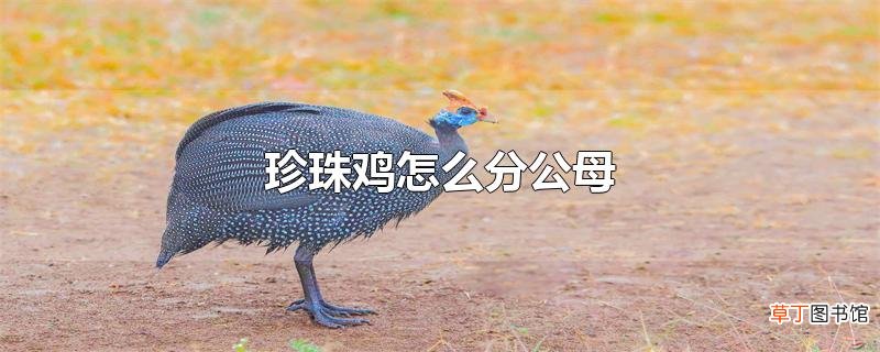 珍珠鸡怎么分公母