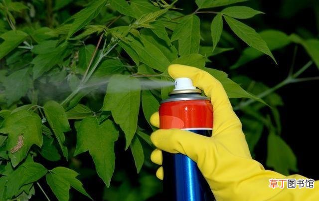 蜱虫咬人后的伤口图，预防蜱虫的方法