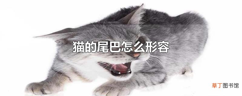 猫的尾巴怎么形容