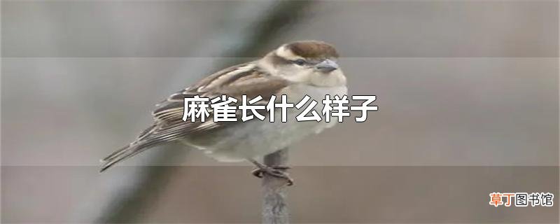 麻雀长什么样子