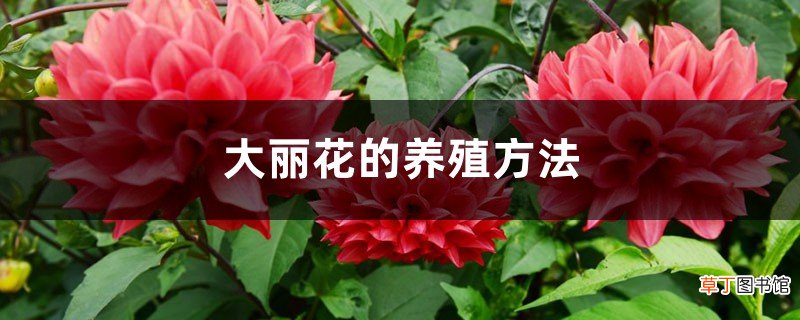 大丽花的养殖方法