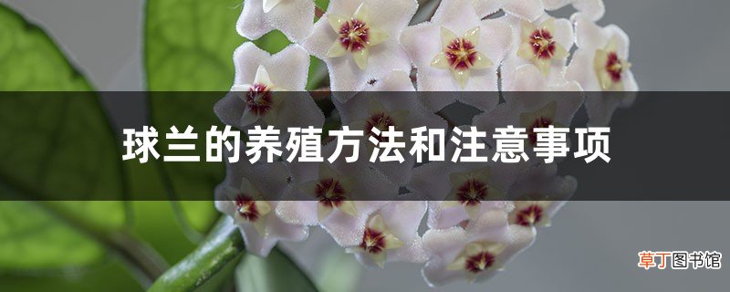 球兰的养殖方法和注意事项
