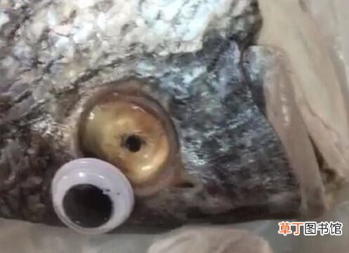 死鱼贴眼珠贴片冒充鲜鱼，怎样才能买到新鲜的鱼？