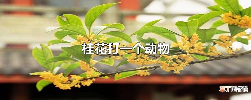 桂花打一个动物