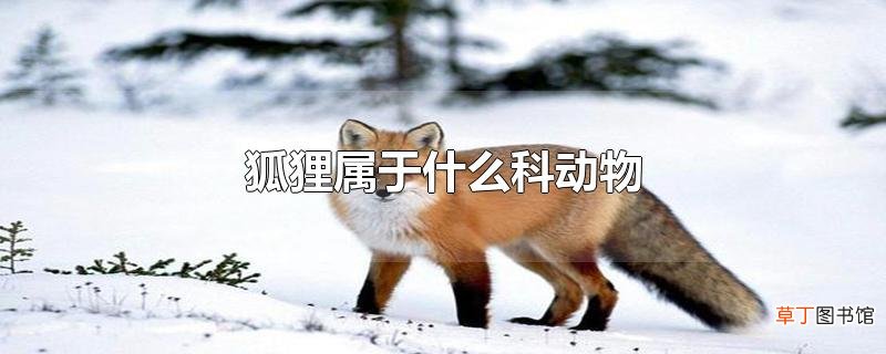 狐狸属于什么科动物