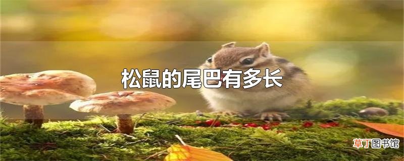松鼠的尾巴有多长