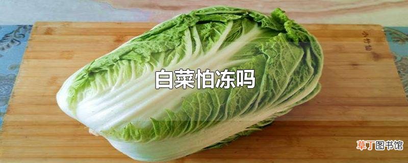 白菜怕冻吗