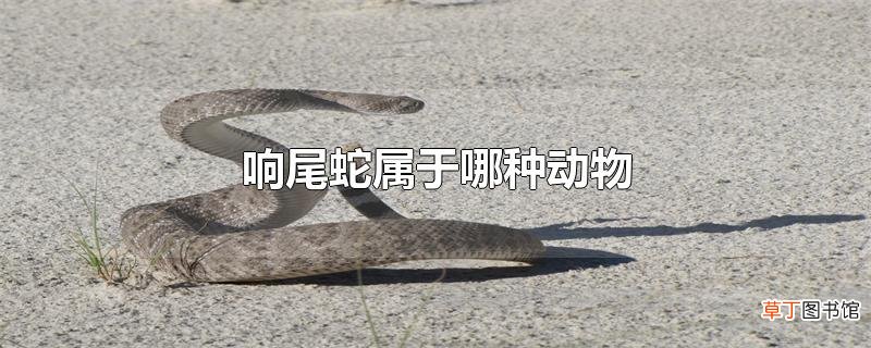 响尾蛇属于哪种动物