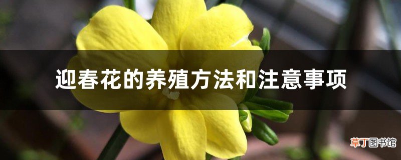迎春花的养殖方法和注意事项