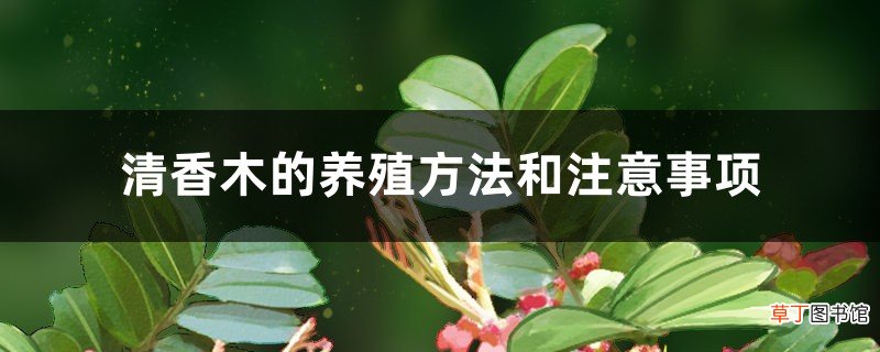 清香木的养殖方法和注意事项