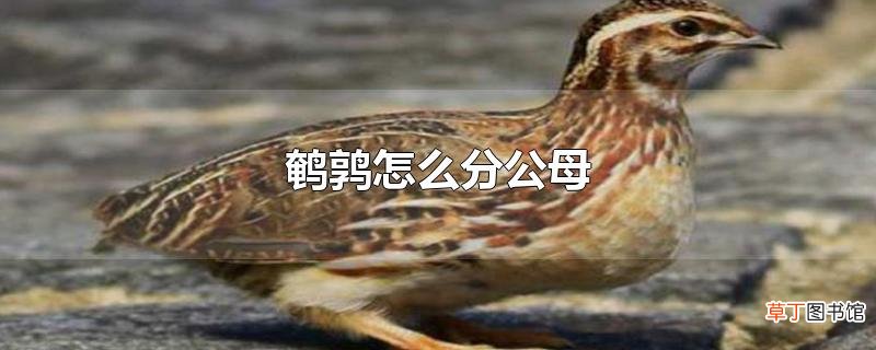 鹌鹑怎么分公母