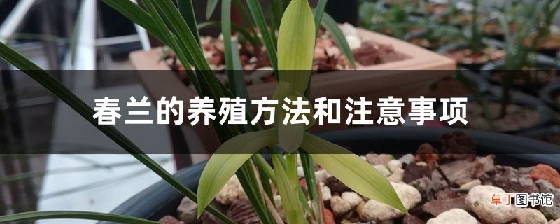 春兰的养殖方法和注意事项