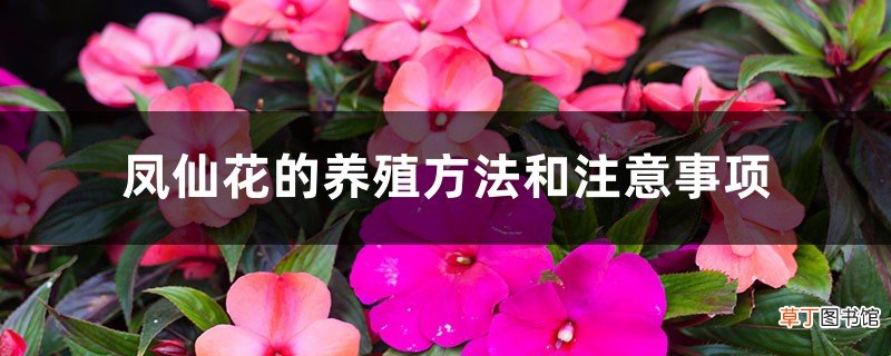 凤仙花的养殖方法和注意事项