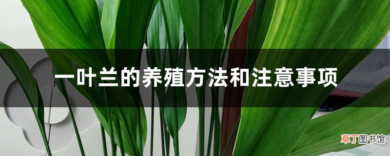 一叶兰的养殖方法和注意事项