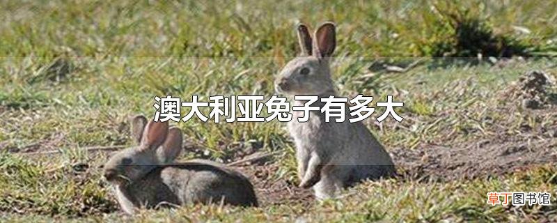 澳大利亚兔子有多大