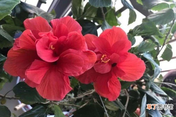 这6种花别等来年，现在就养，再晚就来不及了！